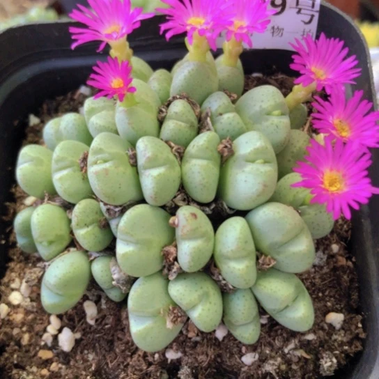 2839，10厘米盆如图少将