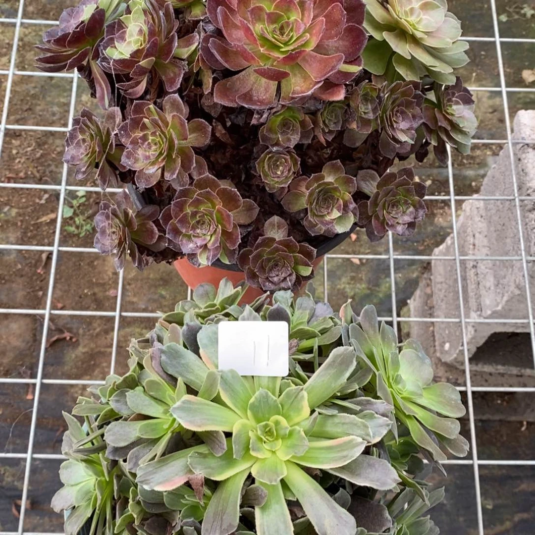多肉植物组合拼盘11