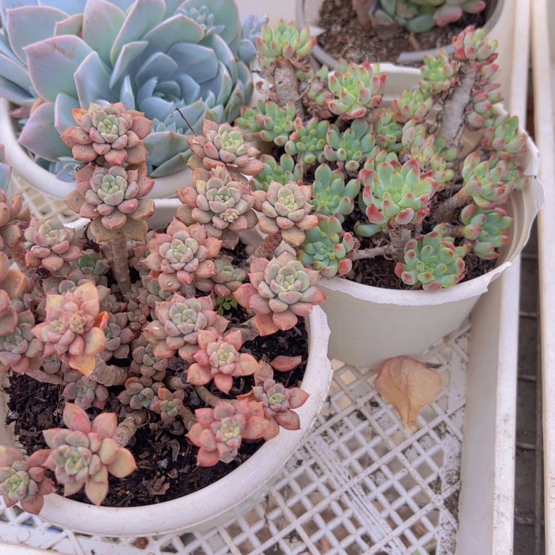 一盆粉布偶，一盆蓝苹果