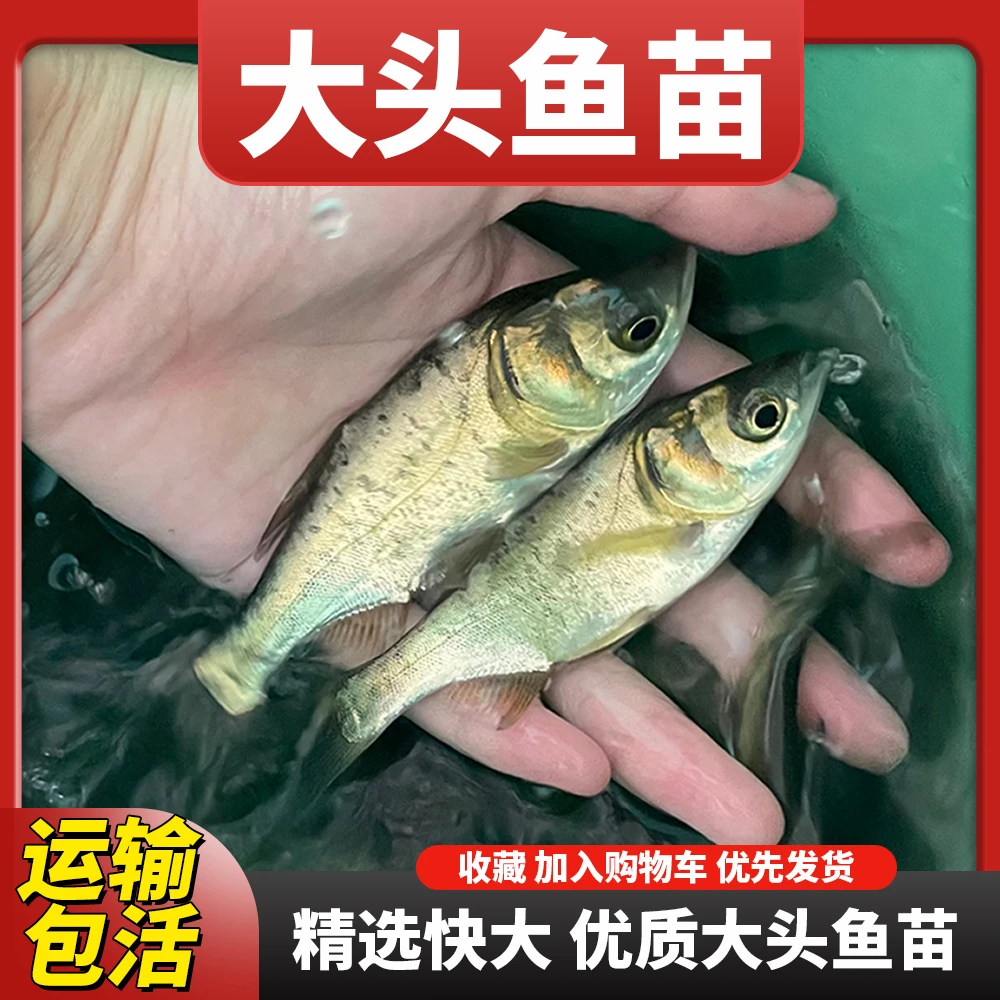 花鲢鱼大头鱼胖头鱼鳙鱼淡水养殖活体观赏食用鱼活鱼鲜活