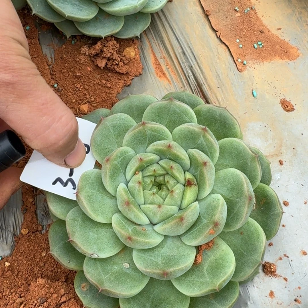 宽叶麦秆一颗一物一拍3-28