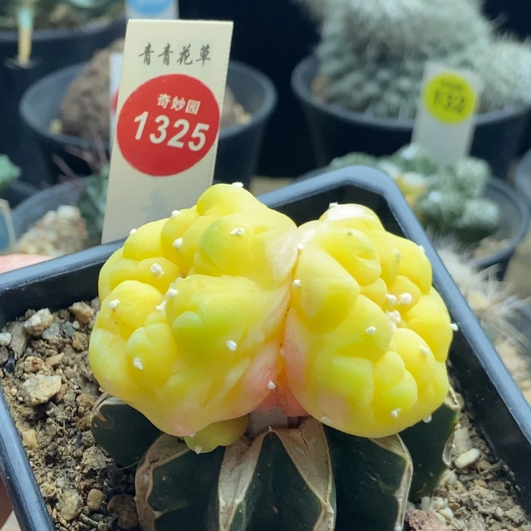 苗接海鲜锦特价处理
