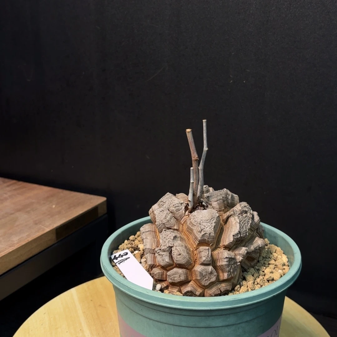 龟甲龙带盆土哈哈哈