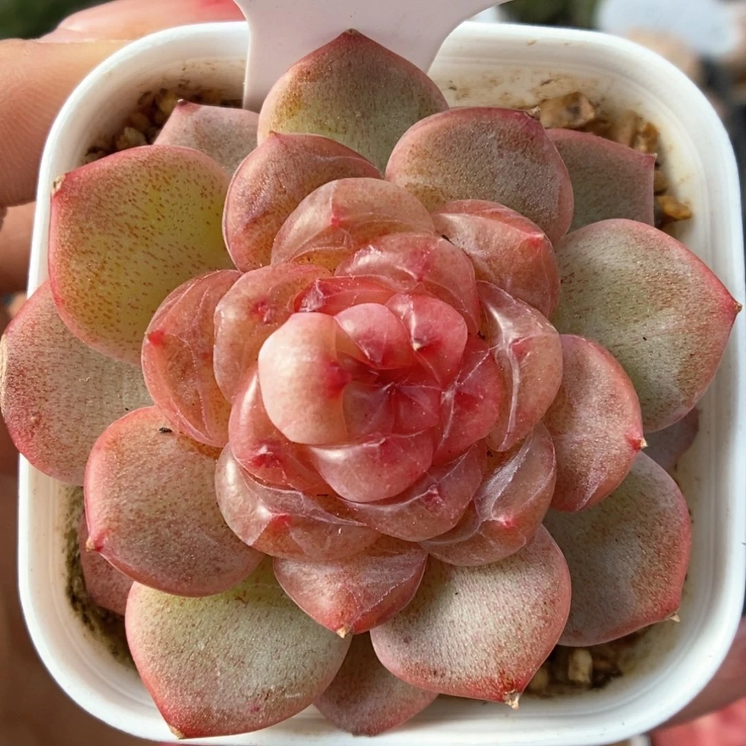 新品甜心可拍4188号。