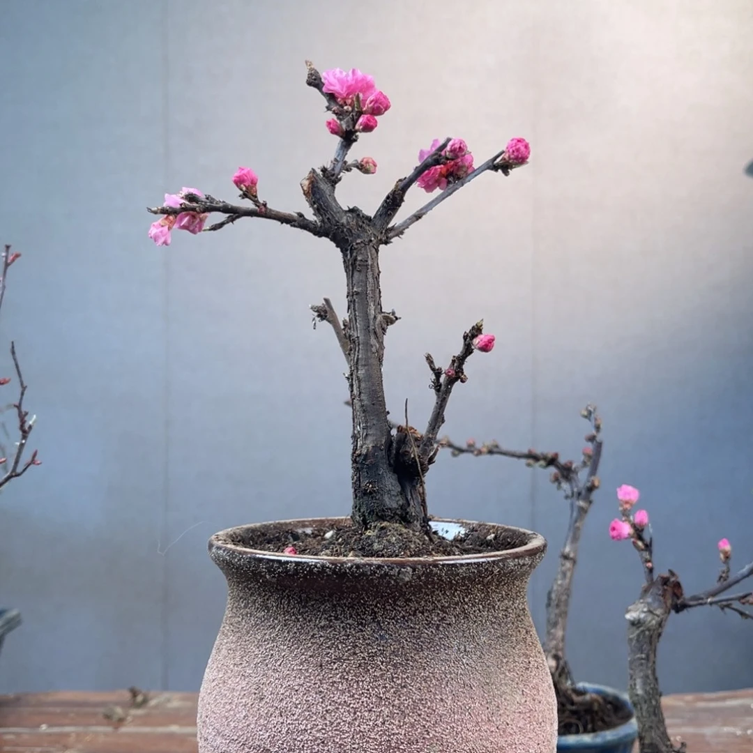 微月季盆景11111棉*糖