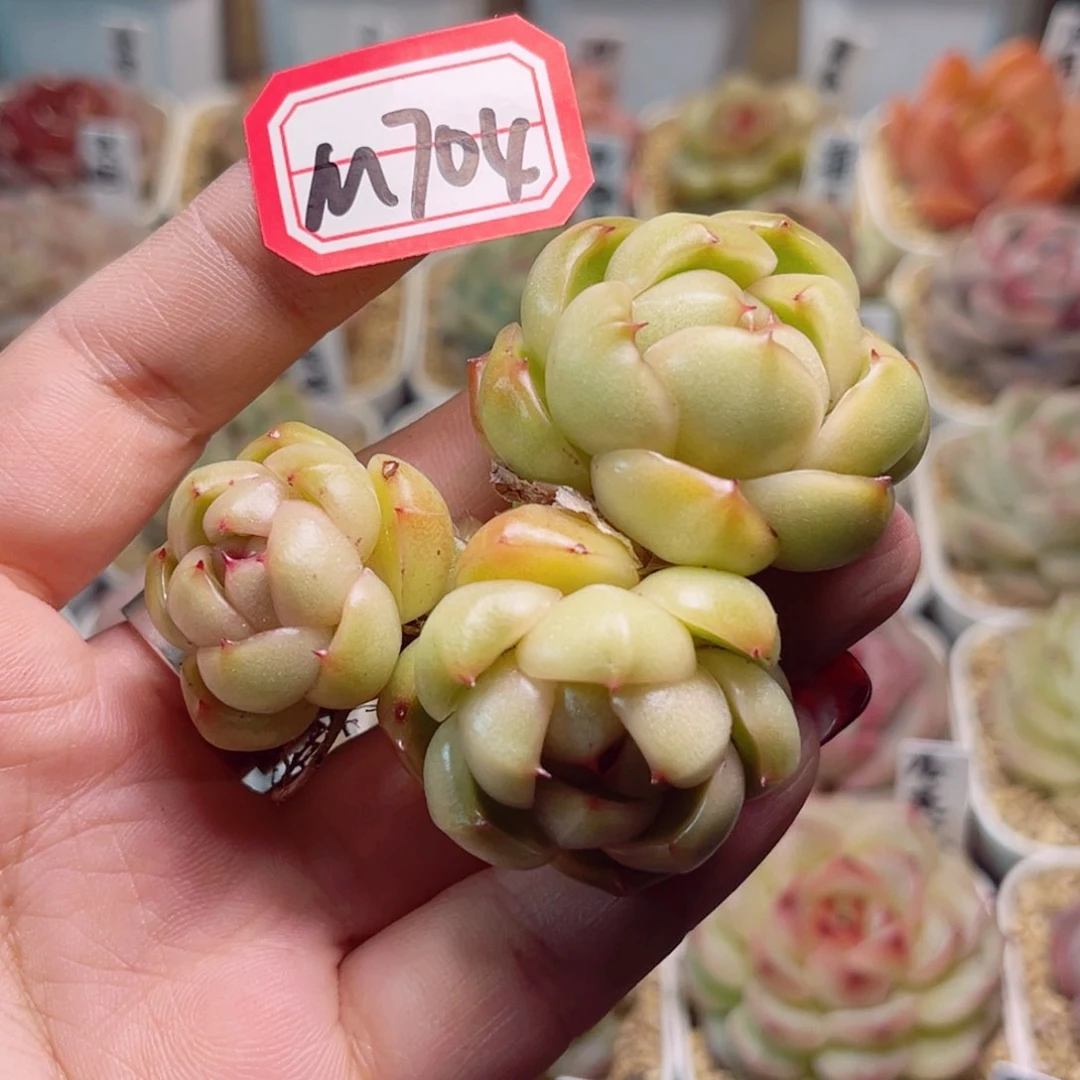 千*M704一物一拍 皮埃拉