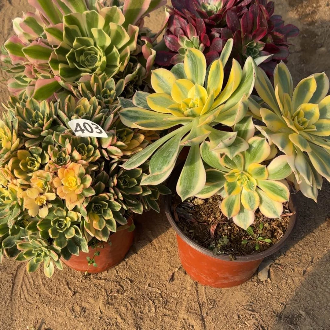 403法师套餐4棵不包损