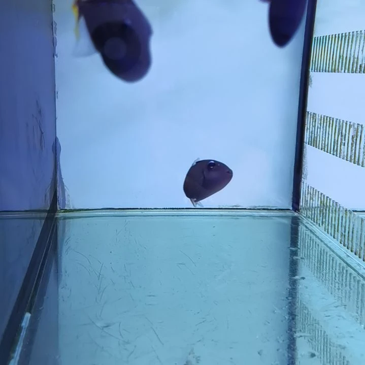 开口颗粒蓝面炮弹1条
