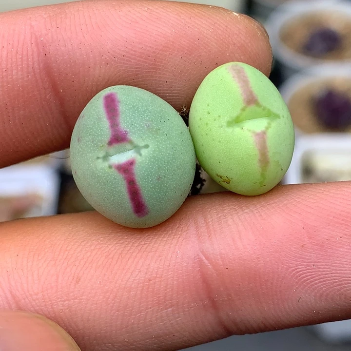 精品多肉植物少将杂