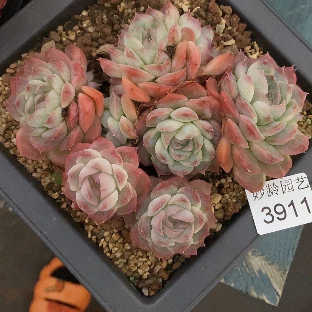 白***白3911杂交老桩～12厘米