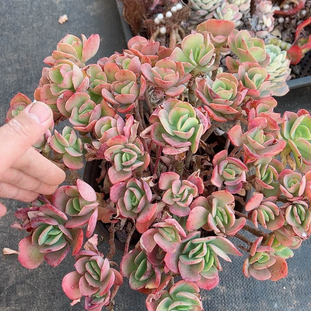 克里斯丁大盆群生