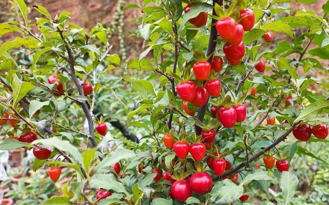 老鸦柿金弹子瓶兰花