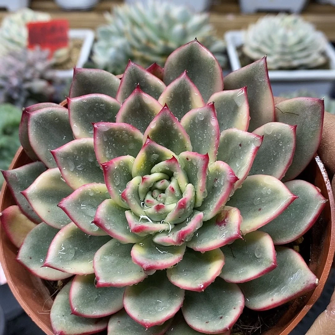 12108 大蔚蓝乌木锦