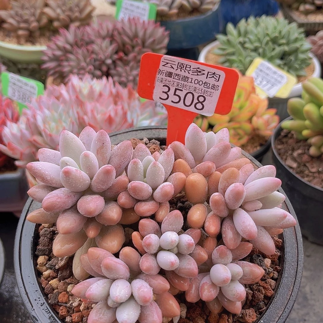 3508粉色恋人多肉植物