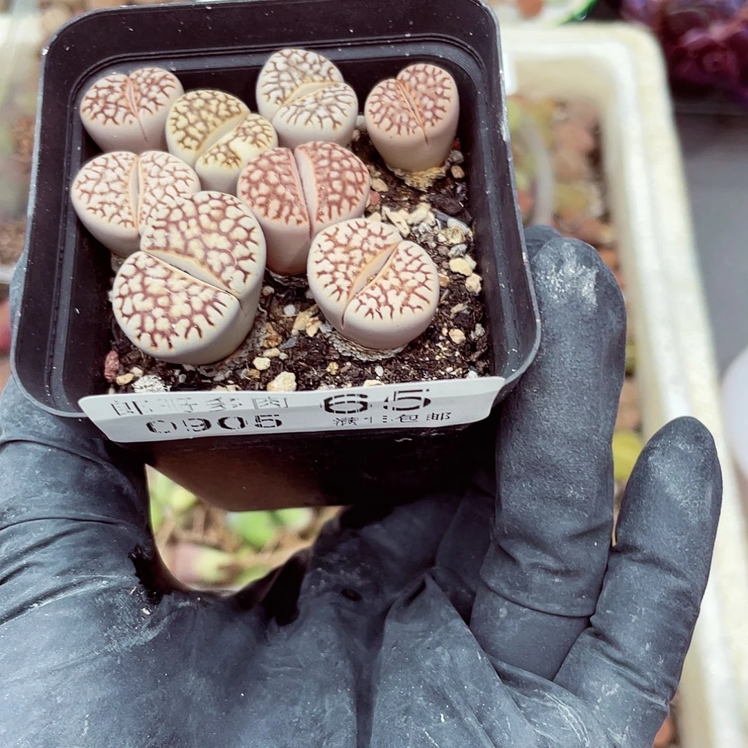 生石花满18包邮0905-65