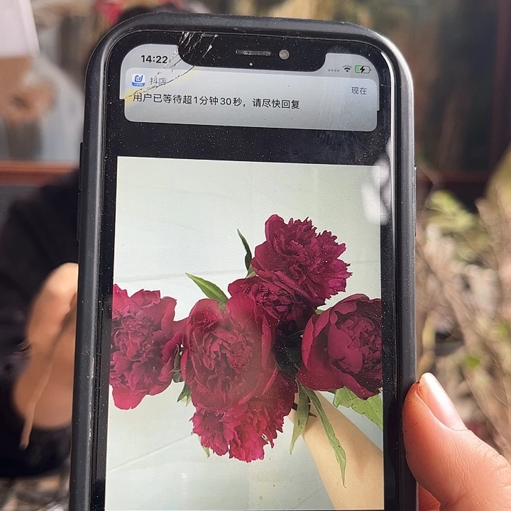 无花朵朱砂盼芍药