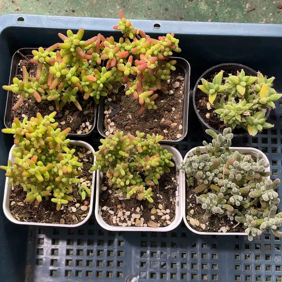 16新手套餐6颗组合