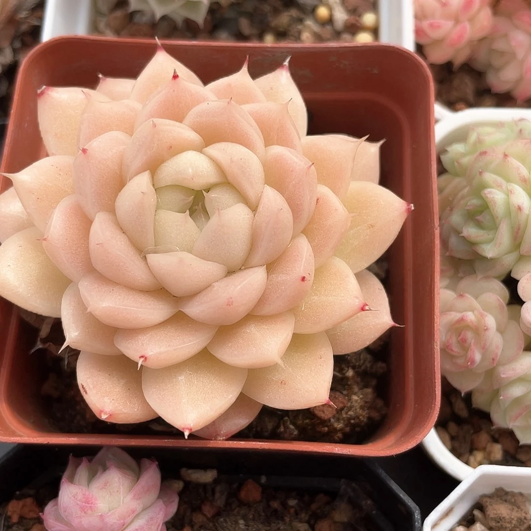 咕****咕优选麦秆福利9202