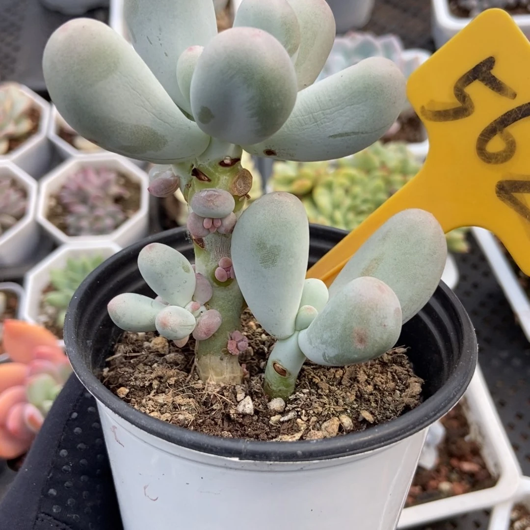 562米可奶多肉植物保护