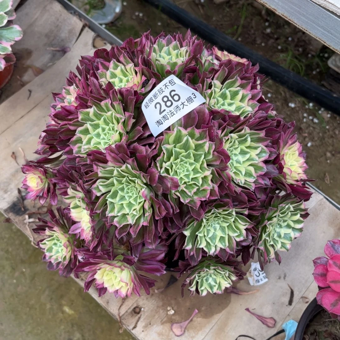 286天合绣球多肉植物法师