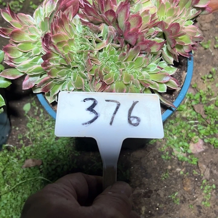 有****？多肉植物缀花法师