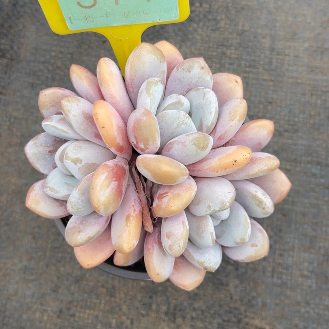 云尘多肉一物一拍371