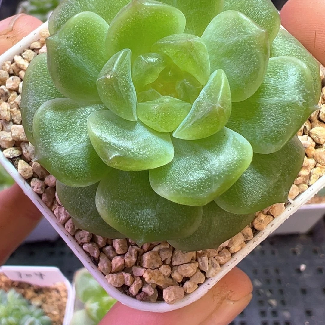 708号无尽灯晗雨多肉植物