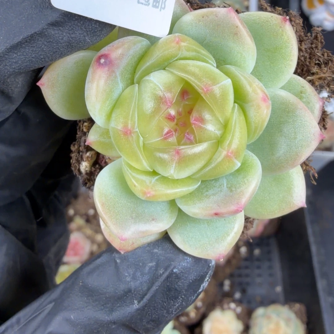 东篱下多肉植物55哈哈