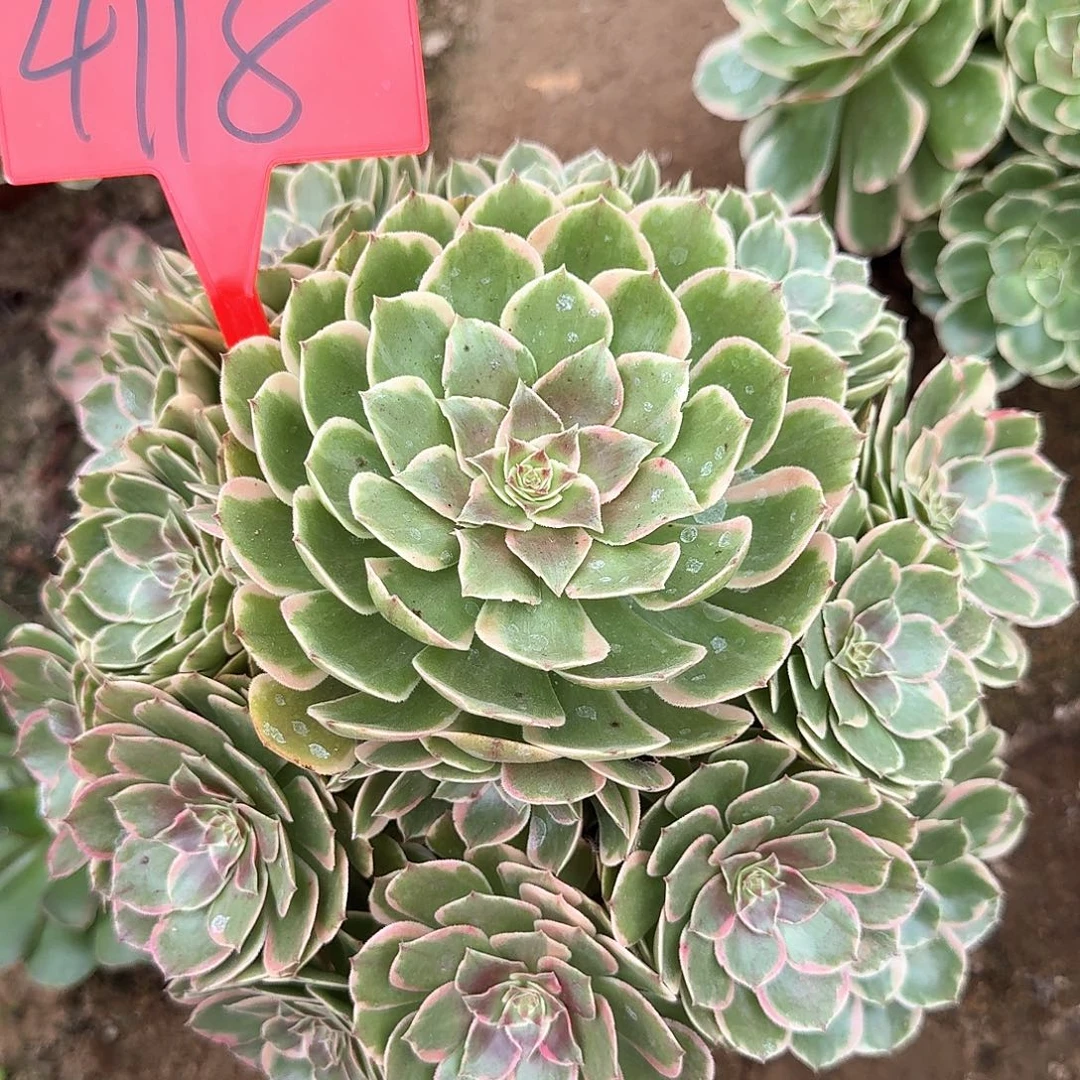 4118粉花妖多肉法师