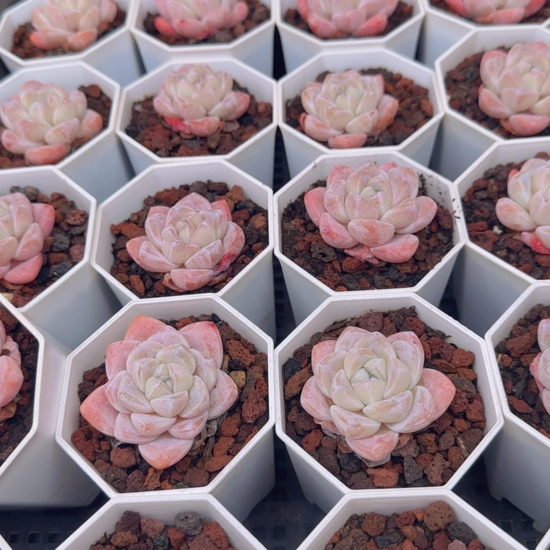 单头粉冰玉7公分八角杯