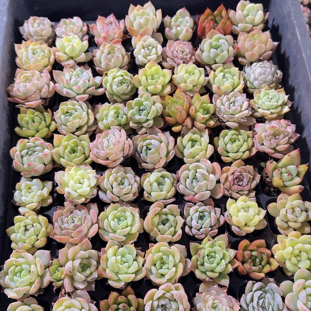 36直播福利一物一拍