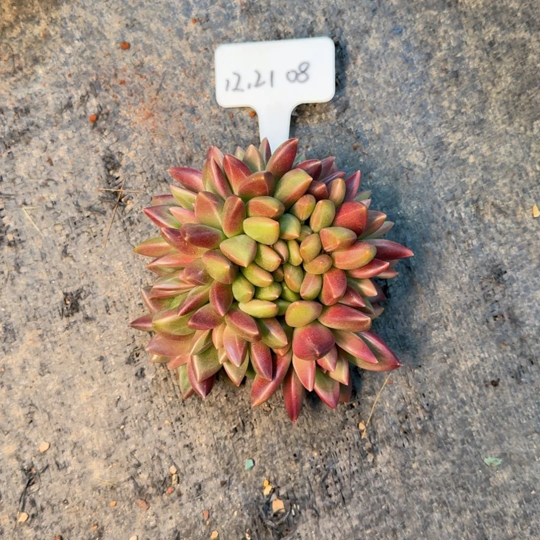 一物一拍9头迷雾泡泡朵朵缀08