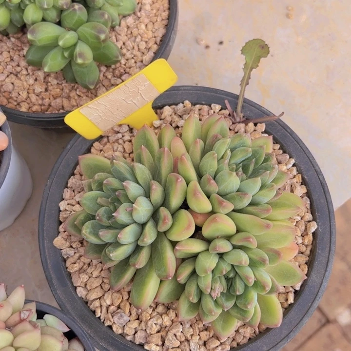 健健康康平平安安