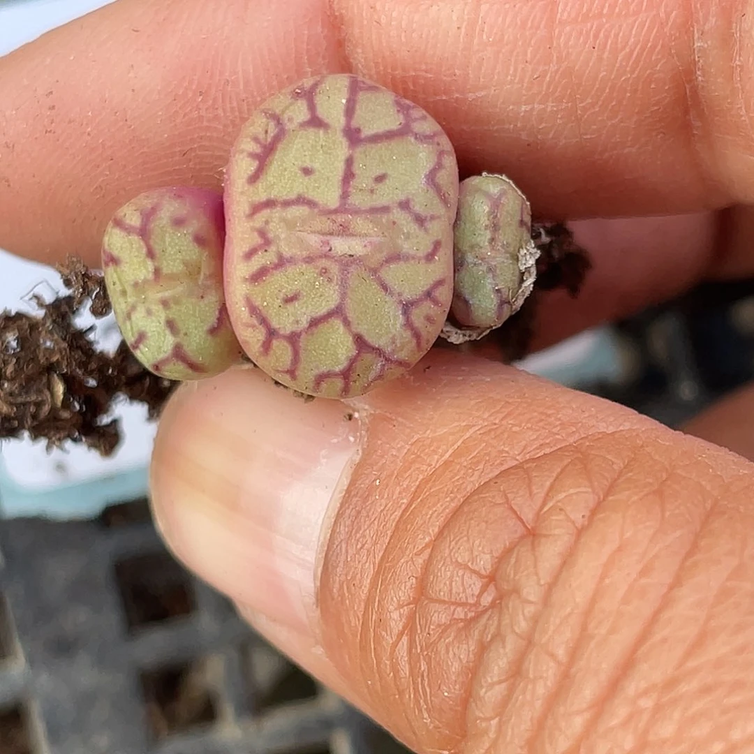 23-83青姬多肉植物