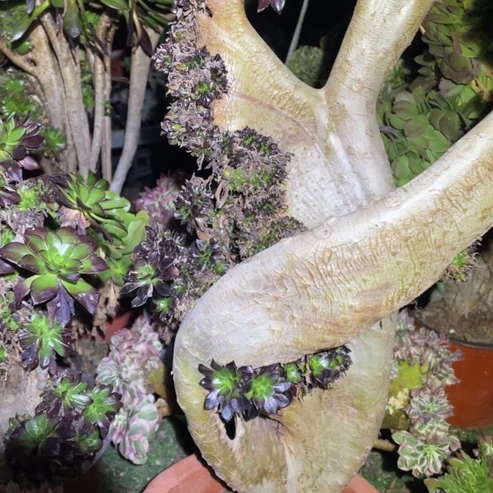 咪****165号黑法师缀化多肉植物