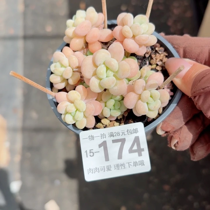 洛可可无盆土发货多肉多