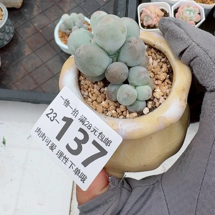 米可奶多肉植物多肉植物