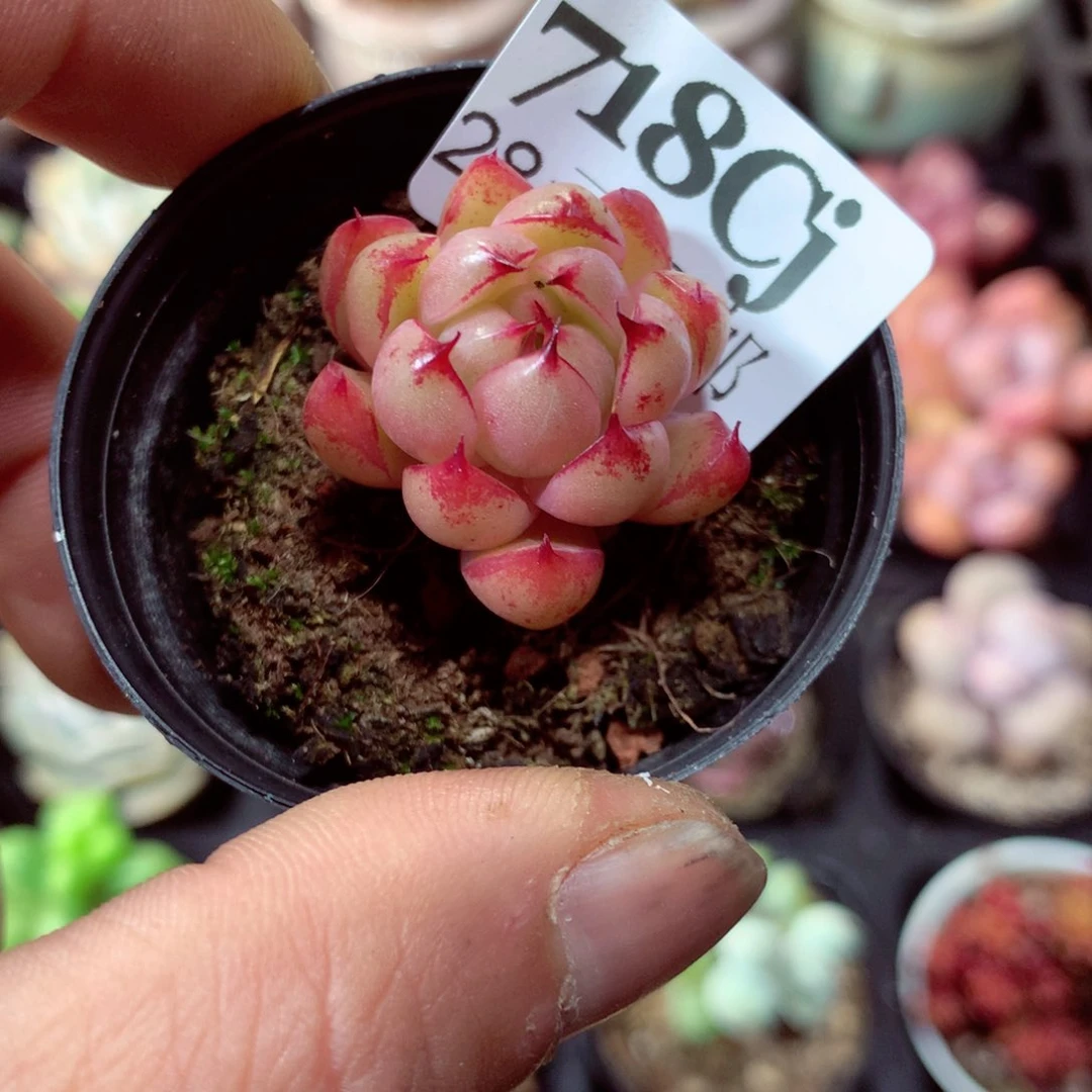 5厘米盆精控多肉718