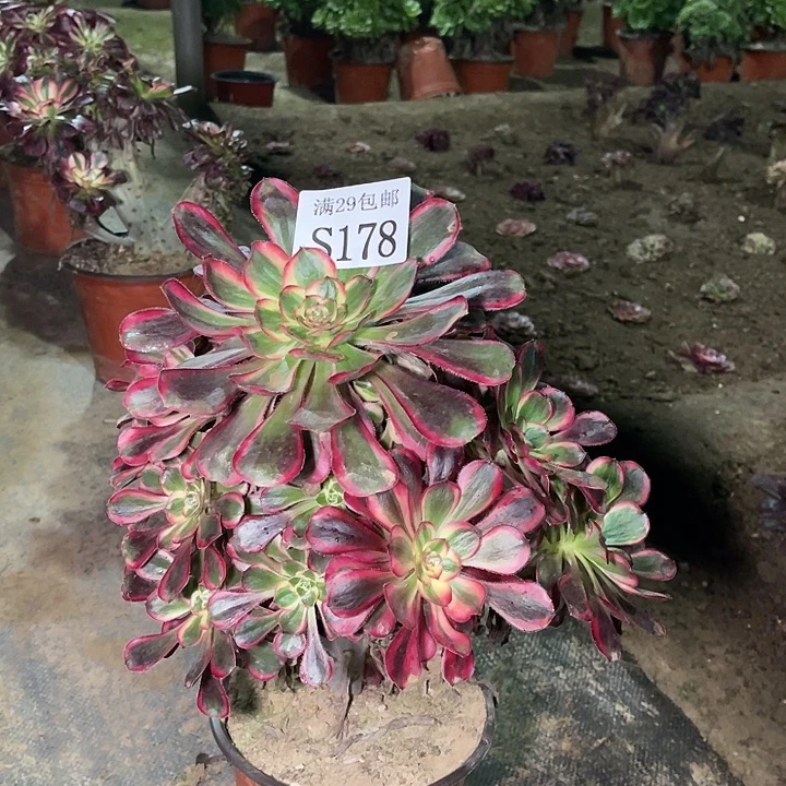 178丽娜多肉植物