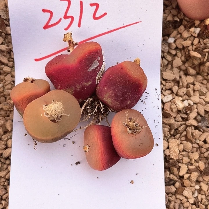 2312。    一组毛毛。