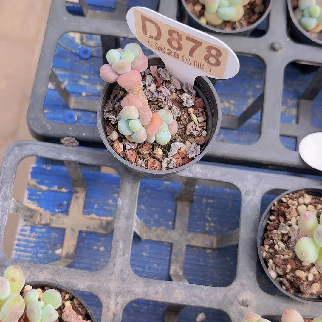 D878洛神一物一拍