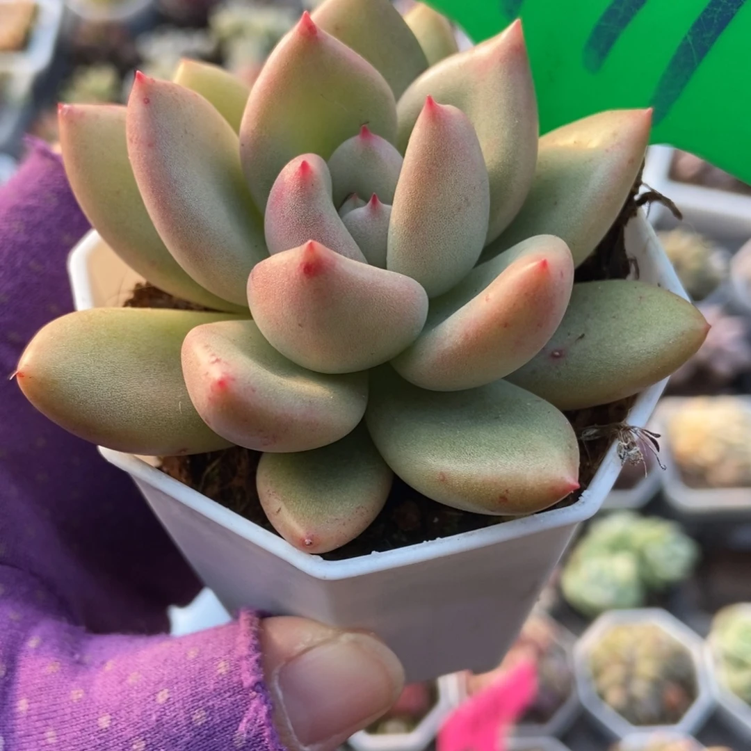 991奶油鳄梨多肉植物