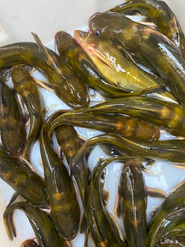 水库鲜生黄辣丁(直播改价杀好不退)