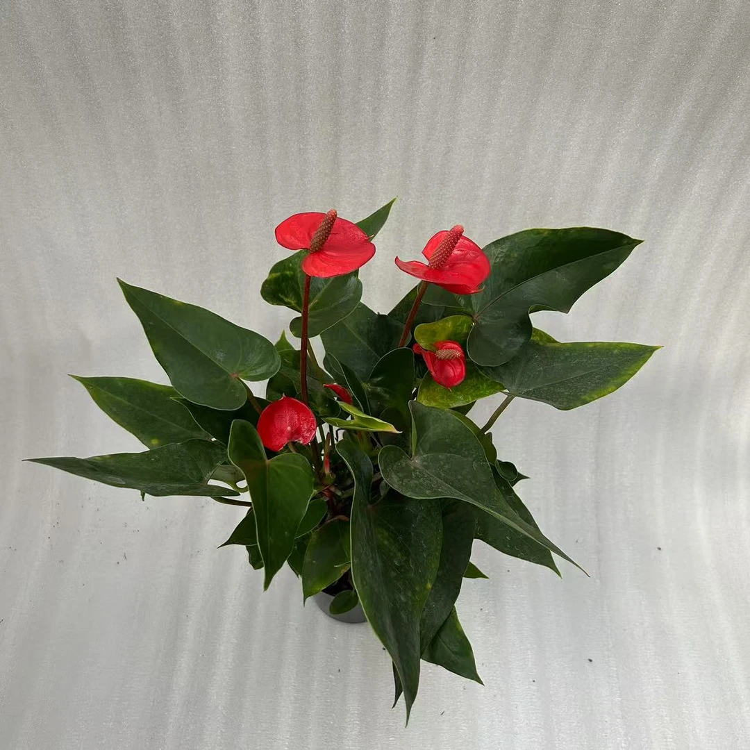 小娇红掌室内高档花卉    刘