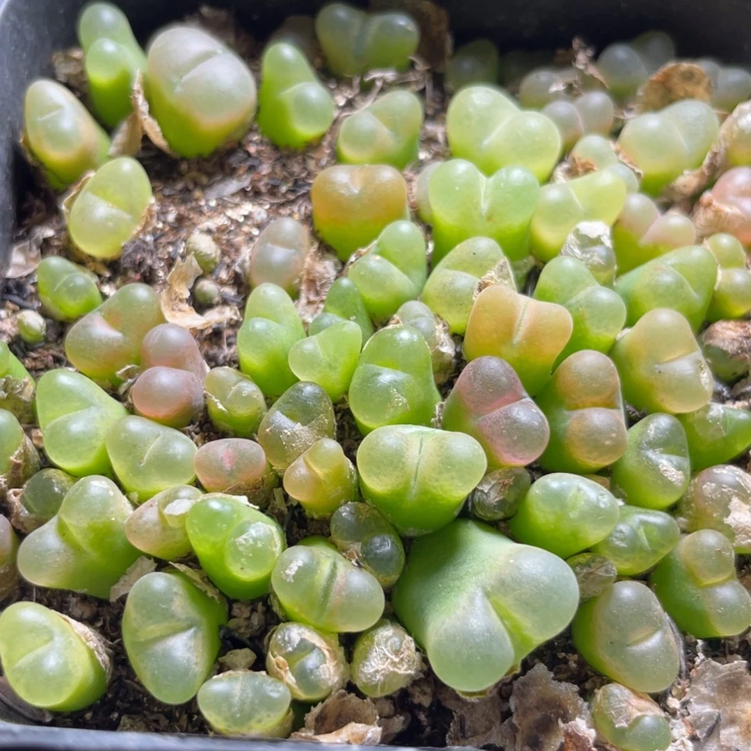 今晚大盆特价更新～32