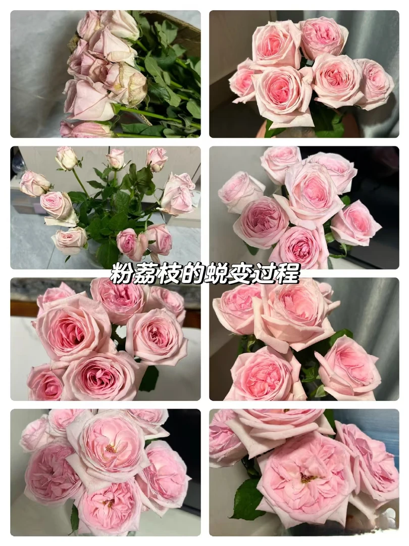 粉荔枝玫瑰10支     批发花店摆地摊直发一手货源