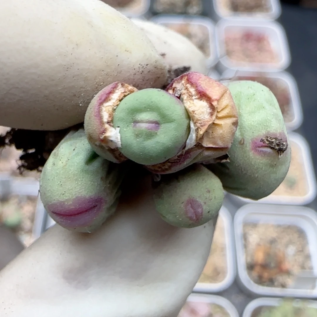 0332园艺优选红嘴1380