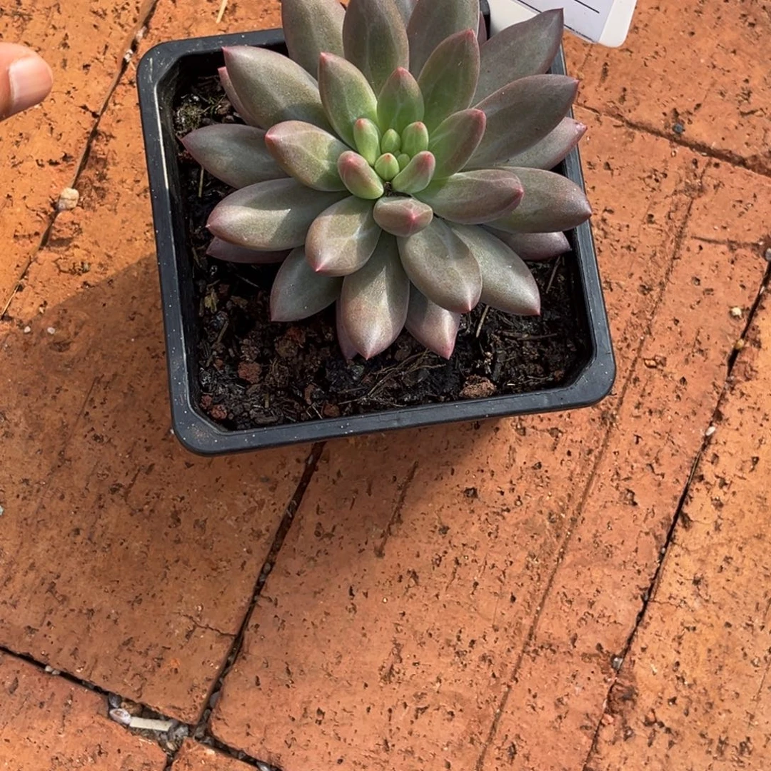 水晶球个体多肉植物946