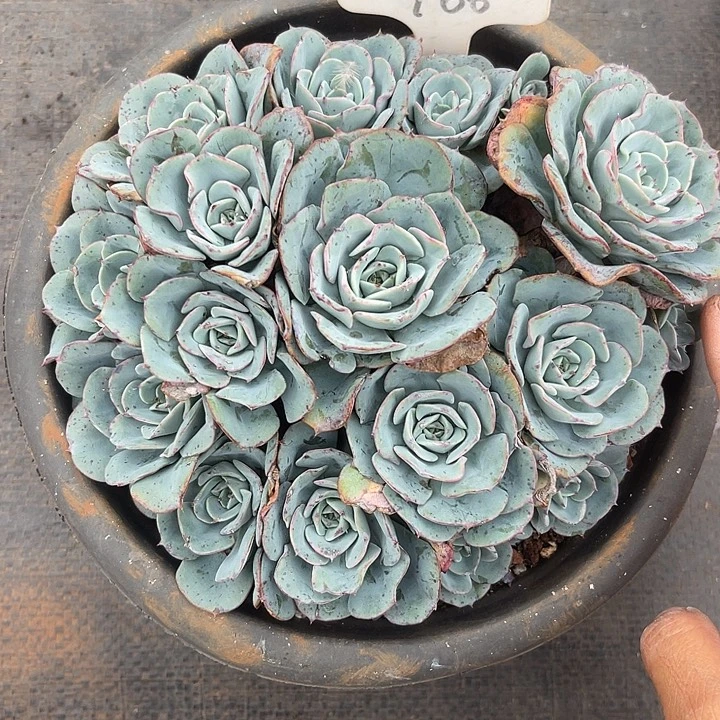 晨语多肉，一物一拍66