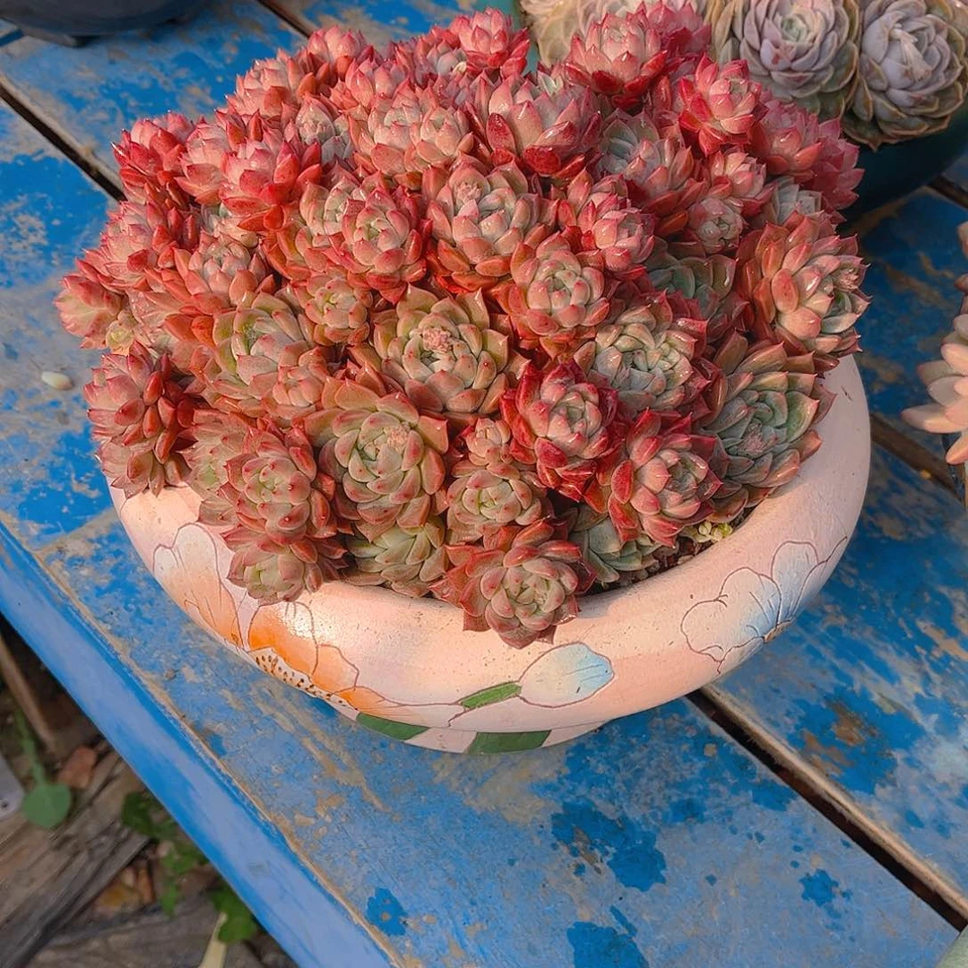 无*多肉植物保护研究所